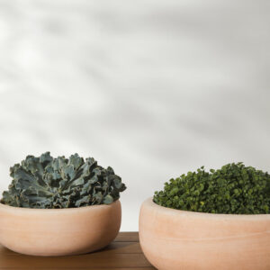 Terracotta Planter (Set of 2) - DefaultTitle