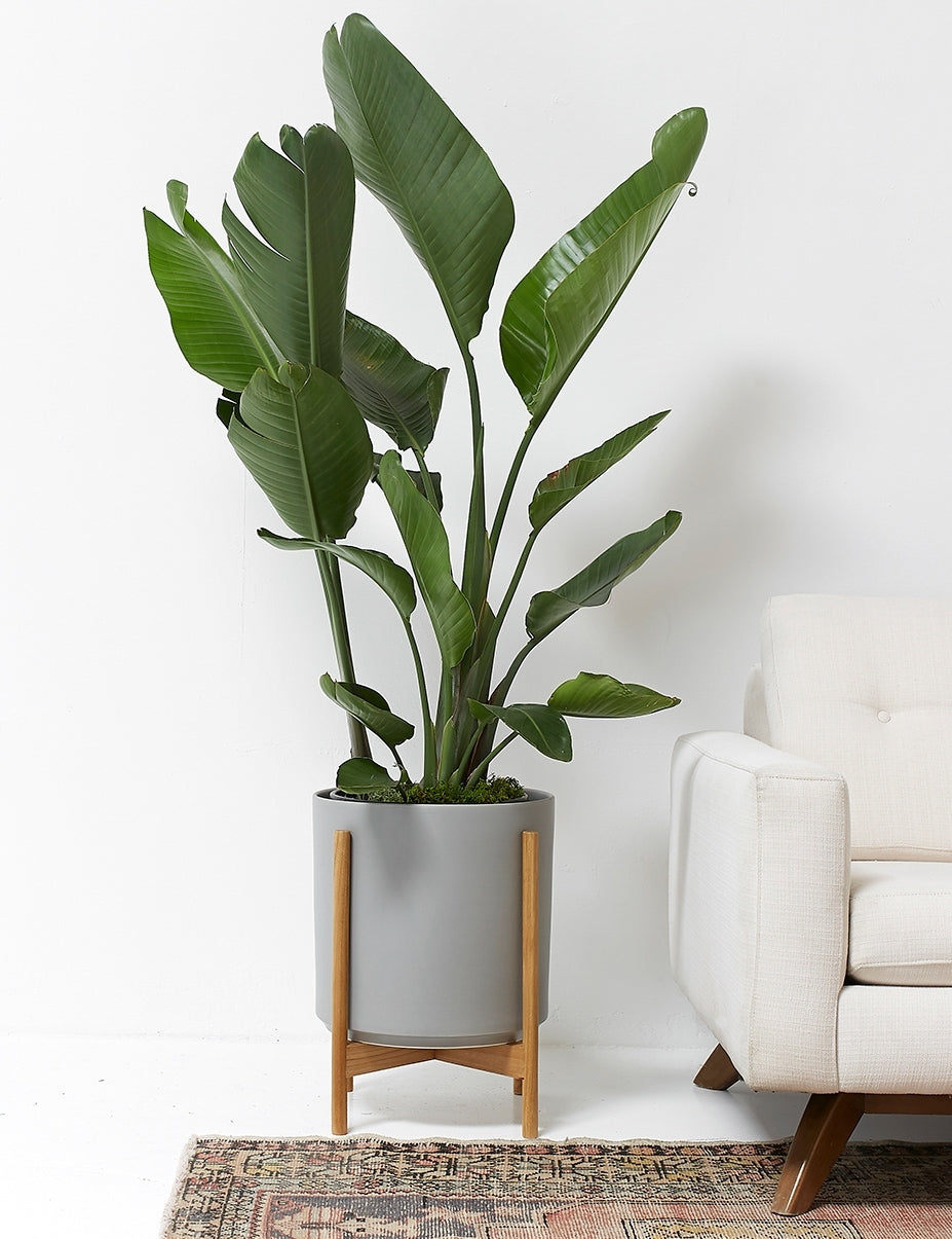 Ceramic Planter Pot + Teak Stand - Black - Image 24