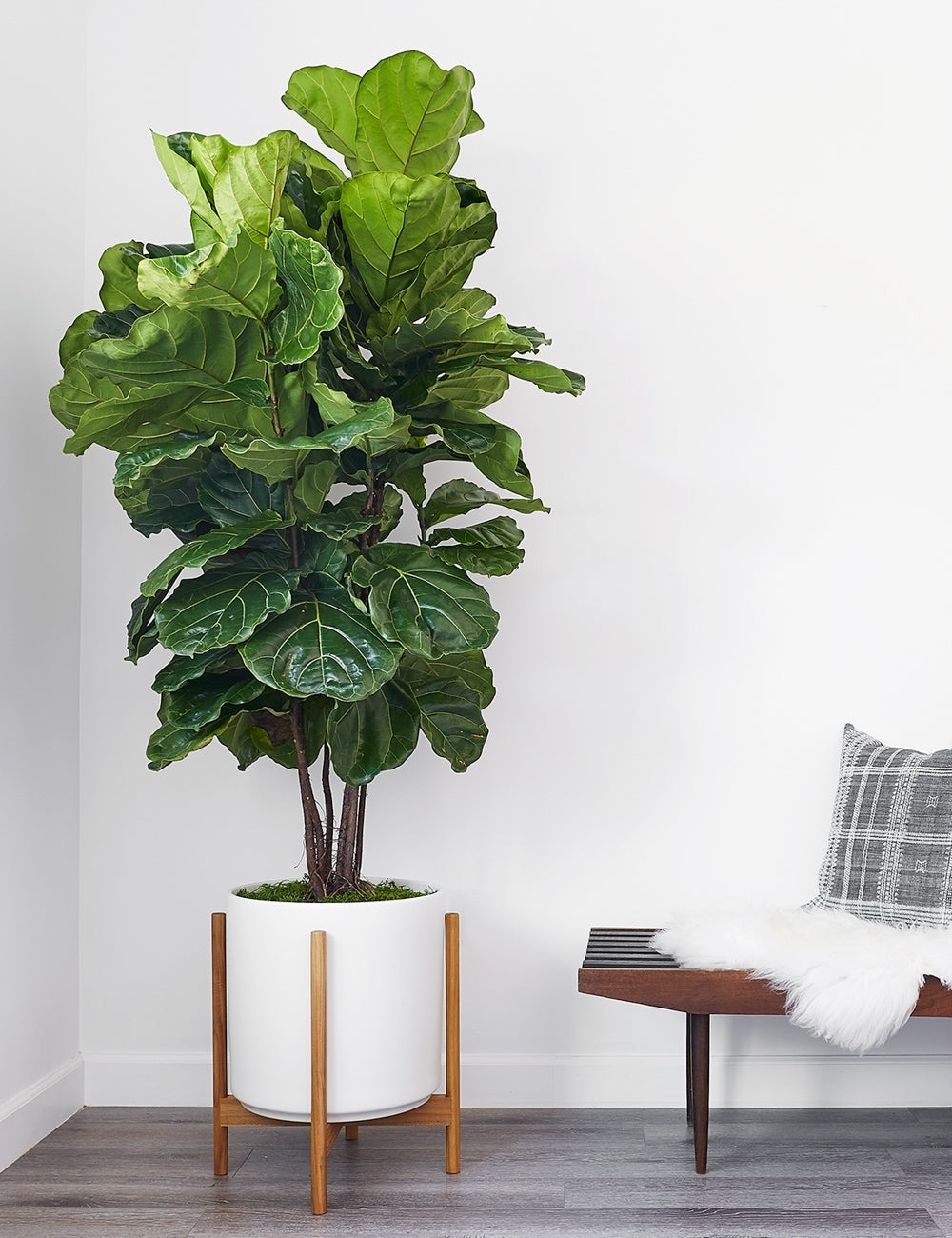 Ceramic Planter Pot + Teak Stand - Black - Image 16
