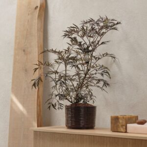 Sculptural Glossy Ceramic Pot - Brown